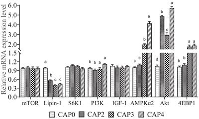 Dietary supplementation with Clostridium autoethanogenum protein improves growth performance and promotes muscle protein synthesis by activating the mTOR signaling pathway of the broiler